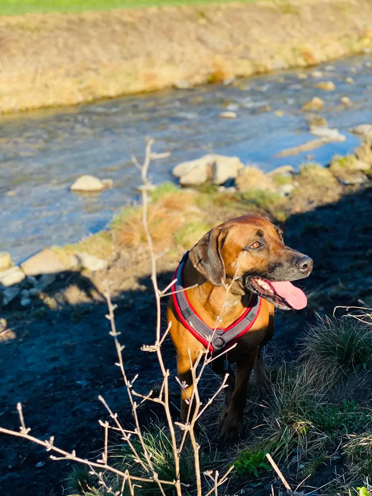 Mona-Marleen Krueger mit Hündin — Revenue Management Beraterin